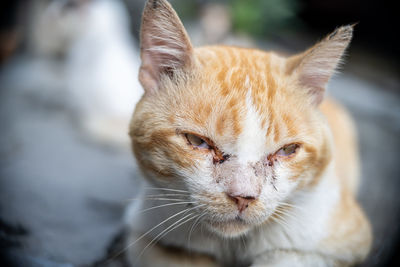 cat