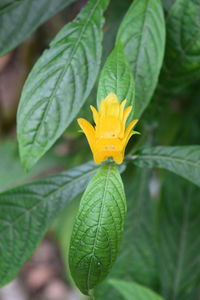 Close-up of yellow flowering plant