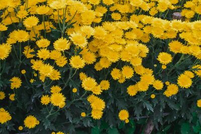 High angle view of yellow flowering plants