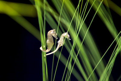 Close-up of insect on plant