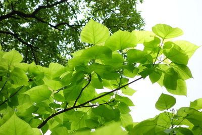 Low angle view of tree against sky