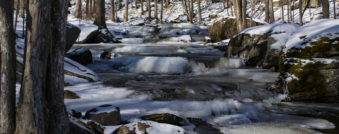 Stream flowing through forest