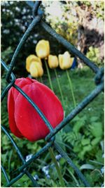 Close-up of plant against blurred background