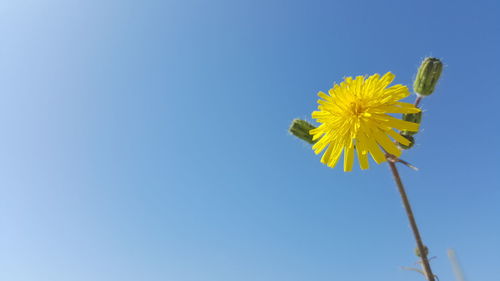 Low angle view of yellow flowering plant against clear blue sky