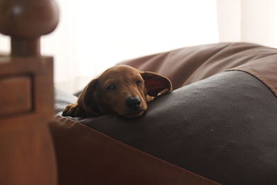 Portrait of dog sitting on sofa at home