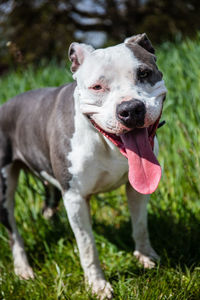 View of dog sticking out tongue on field