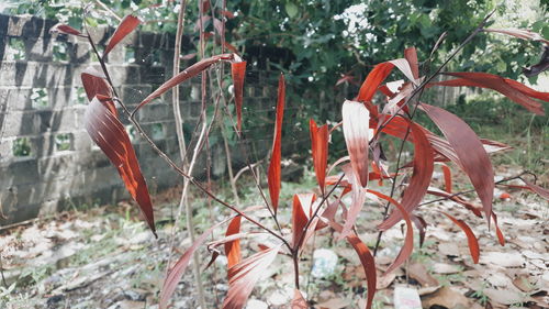 Close-up of red flowering plants on land