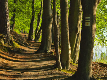 Trees growing in forest