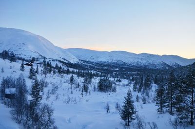 Scenic view of forest against clear sky