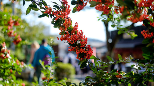 Red berries on plant