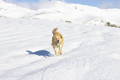 Cream colored border collie cross dog in the snow