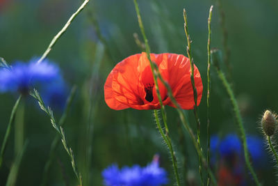 Close-up of red poppy growing on plant