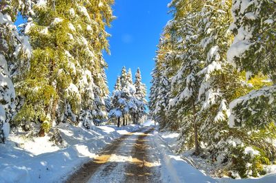 Snow covered road amidst trees against sky
