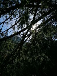 Low angle view of trees against sky