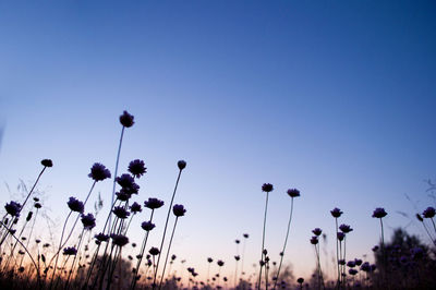 Silhouette flowers growing on field against sky during sunset