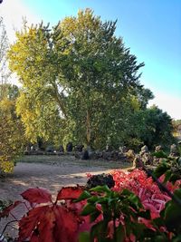 Red flowering plants in park against sky during autumn