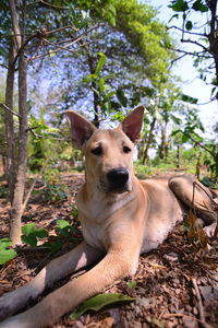 Portrait of dog by tree