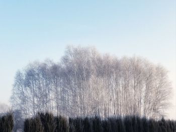 Low angle view of bare trees against clear sky