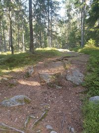 View of pine trees in forest