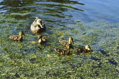 Mallard ducks on the ground