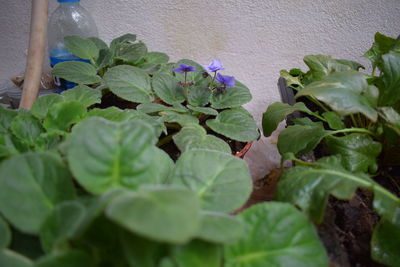 Close-up of plants