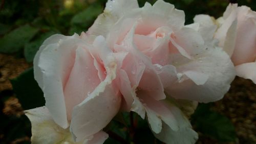 Close-up of rose blooming outdoors