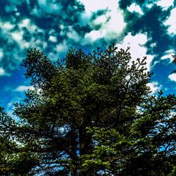 Low angle view of trees against sky