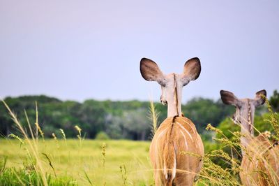 Close-up of sheep on field against clear sky