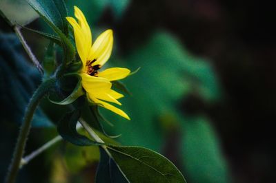 Close-up of yellow flower