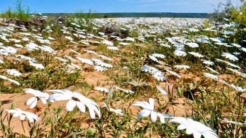 Close-up of white flowering plants on land