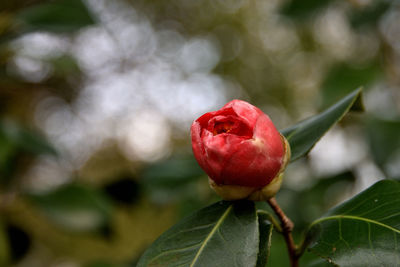 Close-up of red rose