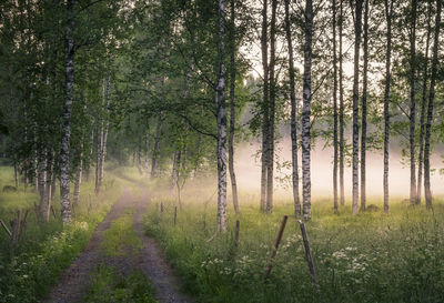 Scenic view of bamboo trees