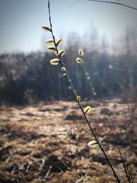 Close-up of fresh plant on field