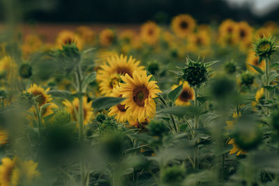 Close-up of yellow flowering plants on field