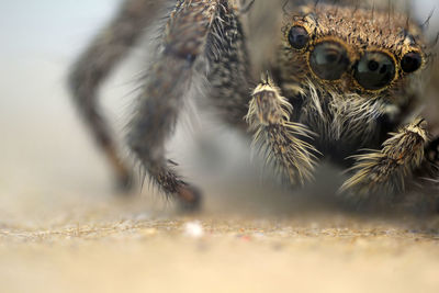 Close-up of spider