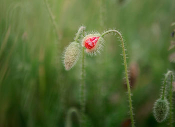 Close-up of red flower bud