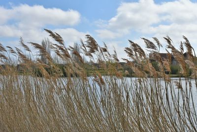 Plants growing on beach against sky