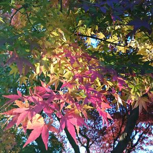 Low angle view of trees