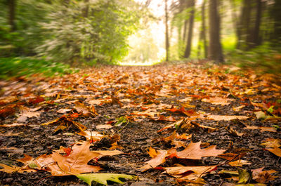 Close-up of fallen leaves on field