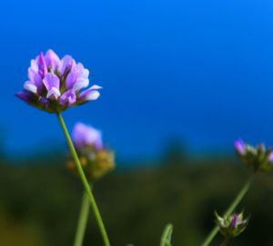 Close-up of purple flowers blooming outdoors