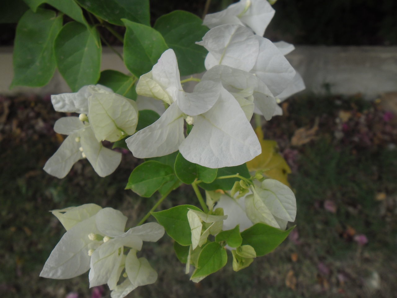 CLOSE-UP OF WHITE FLOWERING PLANT WITH LEAVES