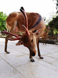 animal