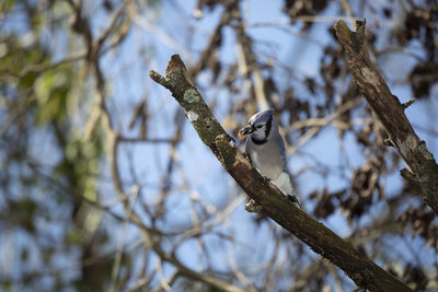 Low angle view of bird perching on branch