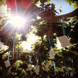 Sun shining through trees