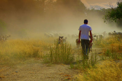 Rear view of male shepherd walking by sheep on field