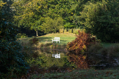 Trees in forest during autumn
