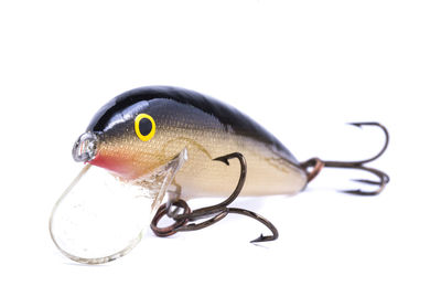 Close-up of fish against white background