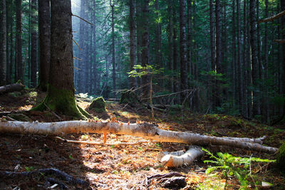Pine trees in forest