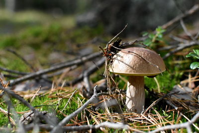 Mushroom in the forest with some tree branches