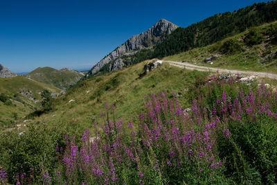 Scenic view of flowering plants on field against sky